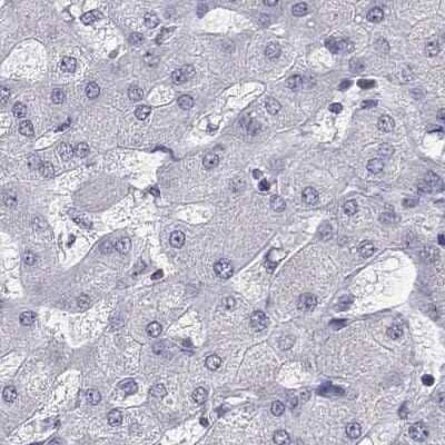 Immunohistochemistry-Paraffin: NHP2 Antibody [NBP2-38626] - Staining of human liver.