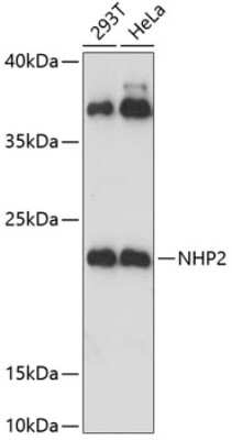 Western Blot NHP2 Antibody - Azide and BSA Free