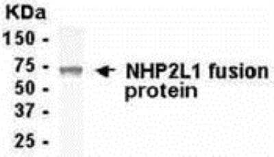 Western Blot: NHP2L1 Antibody [NB120-15873] - E coli-derived fusion protein as test antigen. Affinity-purified IgY dilution: 1:2000, Goat anti-IgY-HRP dilution: 1:1000. Colorimetric method for signal development. ( anti-NHP2L1 )