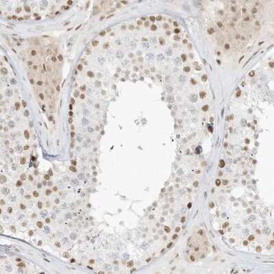 Immunohistochemistry-Paraffin: NHSL1 Antibody [NBP1-90025] - Staining of human testis shows nuclear positivity in cells in seminiferous ducts.