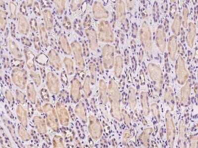 Immunohistochemistry-Paraffin: NICE-3 Antibody [NBP2-97389] - Immunochemical staining of human NICE-3 in human kidney with rabbit polyclonal antibody at 1:100 dilution, formalin-fixed paraffin embedded sections.