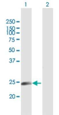 Western Blot: NICN1 Antibody [H00084276-B01P] - Analysis of NICN1 expression in transfected 293T cell line by NICN1 polyclonal antibody.  Lane 1: NICN1 transfected lysate(23.43 KDa). Lane 2: Non-transfected lysate.