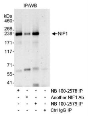 Immunoprecipitation: NIF1 Antibody [NB100-2578] - Detection of Human NIF1 by Western Blot of  Immunoprecipitates. Samples: Whole cell lysate (1 mg for IP,  20% of IP loaded) from HeLa cells.  Antibodies:  Affinity purified  rabbit anti-NIF1 antibody NB100-2578 used  IP at 3 mcg/mg lysate. NIF1 was also immunoprecipitated by  rabbit anti-NIF1 antibodies NB100-2579 and another NIF1 Ab.  Detection:  Chemiluminescence with an exposure time of 30 seconds.