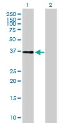 Western Blot: NIF3L1 Antibody [H00060491-B01P] - Analysis of NIF3L1 expression in transfected 293T cell line by NIF3L1 polyclonal antibody.  Lane 1: NIF3L1 transfected lysate(38.5 KDa). Lane 2: Non-transfected lysate.