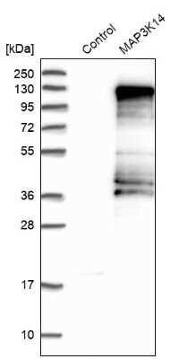 Western Blot: NIK/MAP3K14 Antibody [NBP1-83413] - Analysis in control (vector only transfected HEK293T lysate) and MAP3K14 over-expression lysate (Co-expressed with a C-terminal myc-DDK tag (3.1 kDa) in mammalian HEK293T cells).