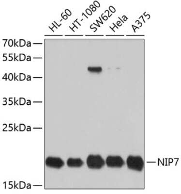 Western Blot: NIP7 Antibody [NBP2-93222] - Analysis of extracts of various cell lines, using NIP7 at 1:1000 dilution.Secondary antibody: HRP Goat Anti-Rabbit IgG (H+L) at 1:10000 dilution.Lysates/proteins: 25ug per lane.Blocking buffer: 3% nonfat dry milk in TBST.Detection: ECL Basic Kit .Exposure time: 10s.