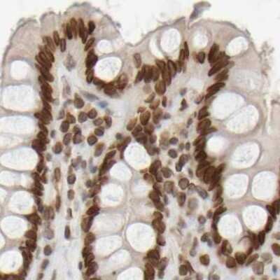 Immunohistochemistry-Paraffin: NIPA Antibody [NBP1-82564] - Staining of human colon.