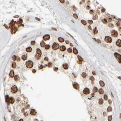 Immunohistochemistry-Paraffin: NIPA Antibody [NBP1-82564] - Staining of human testis.