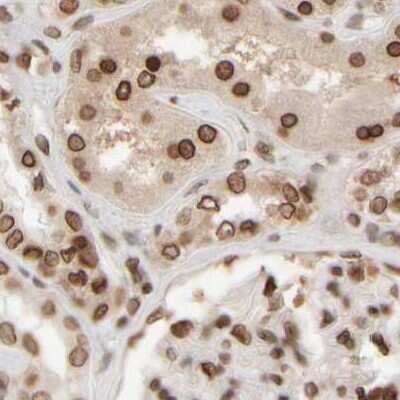 Immunohistochemistry-Paraffin: NIPA Antibody [NBP1-82564] - Staining of human kidney.