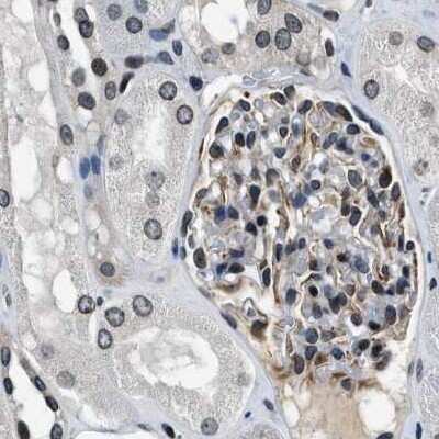 Immunohistochemistry-Paraffin: NIPA Antibody [NBP1-82565] - Staining of human kidney.