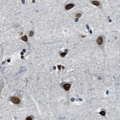 Immunohistochemistry-Paraffin: NIPA Antibody [NBP1-82565] - Staining of human cerebral cortex.