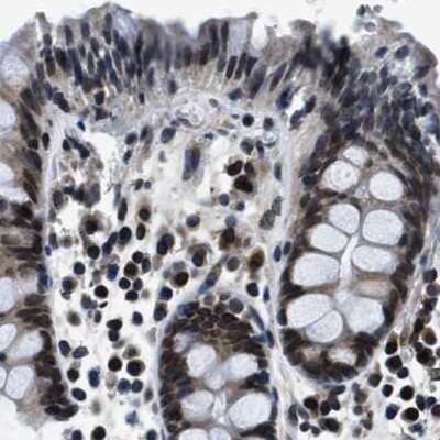 Immunohistochemistry-Paraffin: NIPA Antibody [NBP1-82565] - Staining of human colon.