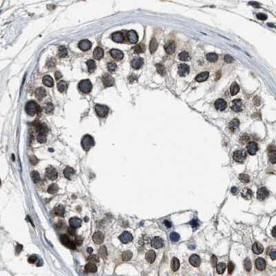 Immunohistochemistry-Paraffin: NIPA Antibody [NBP1-82565] - Staining of human testis.