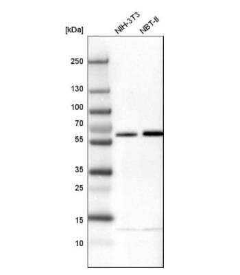 Western Blot: NIPA Antibody [NBP1-82564] - Analysis in mouse cell line NIH-3T3 and rat cell line NBT-II.