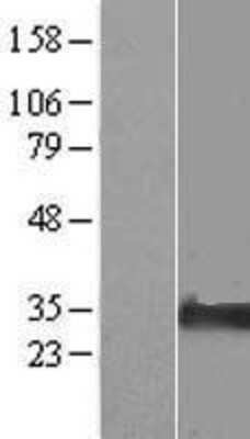 Western Blot: NIPA2 Overexpression Lysate (Adult Normal) [NBP2-09127] Left-Empty vector transfected control cell lysate (HEK293 cell lysate); Right -Over-expression Lysate for NIPA2.