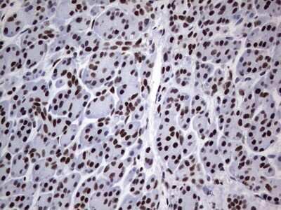 Immunohistochemistry: NIPP1 Antibody (4E5) [NBP2-45386] - Analysis of Human pancreas tissue. (Heat-induced epitope retrieval by 1 mM EDTA in 10mM Tris, pH8.5, 120C for 3min)