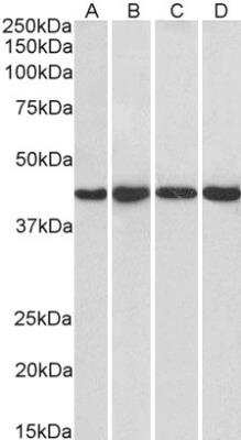 Western Blot: NIPP1 Antibody [NB100-1286] - (1ug/ml) staining of HeLa (A), HepG2 (B), Jurkat (C) and NIH3T3 (D) nuclear lysate (35ug protein in RIPA buffer). Detected by chemiluminescence.