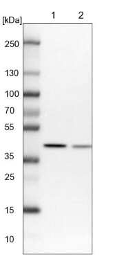 Western Blot: NIPP1 Antibody [NBP1-90112] - Lane 1: NIH-3T3 cell lysate (Mouse embryonic fibroblast cells). Lane 2: NBT-II cell lysate (Rat Wistar bladder tumor cells).