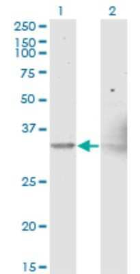 Western Blot: NIPSNAP1 Antibody (3B7) [H00008508-M15] - Analysis of NIPSNAP1 expression in transfected 293T cell line by NIPSNAP1 monoclonal antibody (M15), clone 3B7. Lane 1: NIPSNAP1 transfected lysate (Predicted MW: 33.3 KDa). Lane 2: Non-transfected lysate.