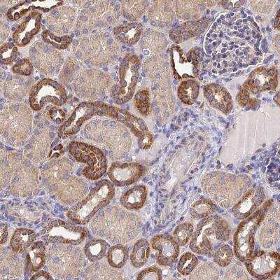 Immunohistochemistry: NIPSNAP3A Antibody [NBP2-46674] - Staining of human kidney shows strong cytoplasmic positivity in cells in tubules.