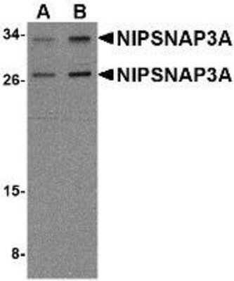 Western Blot NIPSNAP3A Antibody - BSA Free