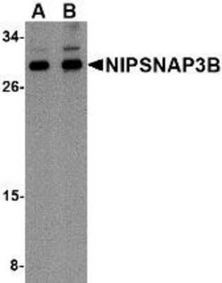 Western Blot NIPSNAP3B Antibody - BSA Free