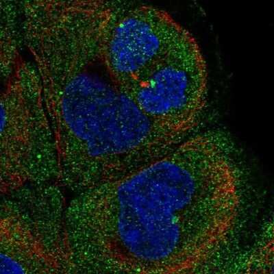 Immunocytochemistry/Immunofluorescence: NIR2 Antibody [NBP2-56687] - Staining of human cell line HaCaT shows localization to cytosol & microtubule organizing center.
