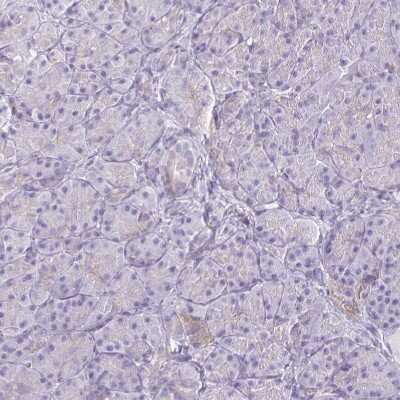 Immunohistochemistry-Paraffin: NIR2 Antibody [NBP2-34132] - Staining of human Pancreas shows very weak cytoplasmic positivity in exocrine glandular cells.