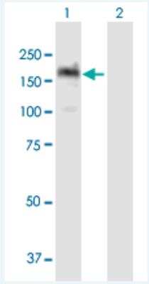 Western Blot: NIR2 Antibody [H00009600-B01P-50ug] - Analysis of PITPNM1 expression in transfected 293T cell line (H00009600-T01) by PITPNM1 MaxPab polyclonal antibody.  Lane 1: PITPNM1 transfected lysate(136.73 KDa). Lane 2: Non-transfected lysate.
