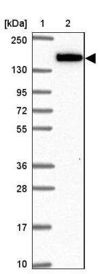 Western Blot: NIR2 Antibody [NBP2-34132] - Lane 1: Marker  [kDa] 250, 130, 95, 72, 55, 36, 28, 17, 10.  Lane 2: Human cell line RT-4