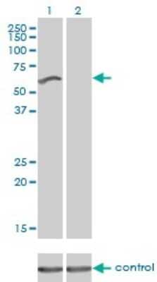 Western Blot NIRF Antibody (3A11) - Azide and BSA Free