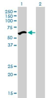 Western Blot: NIRF Antibody (3A11) [H00115426-M01] - Analysis of UHRF2 expression in transfected 293T cell line by UHRF2 monoclonal antibody (M01), clone 3A11.Lane 1: UHRF2 transfected lysate(56.1 KDa).Lane 2: Non-transfected lysate.