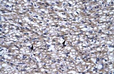 Immunohistochemistry NIRF Antibody - BSA Free
