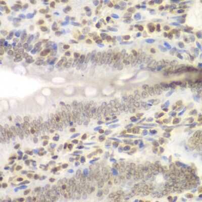 Immunohistochemistry-Paraffin: NIRF Antibody [NBP2-94538] - Paraffin-embedded rat Intestine using NIRF .