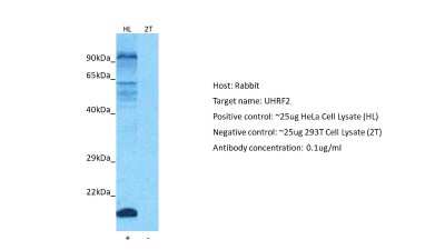 Western Blot NIRF Antibody - BSA Free