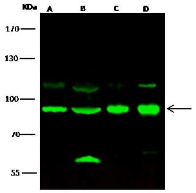 Western Blot: NIRF Antibody [NBP2-98956] - Anti-NIRF rabbit polyclonal antibody at 1:500 dilution. Lane A: Jurkat Whole Cell Lysate. Lane B: Hela Whole Cell Lysate. Lane C: THP1 Whole Cell Lysate. Lane D: Raji Whole Cell Lysate. Lysates/proteins at 30 ug per lane. Secondary Goat Anti- Rabbit  IgG H&L (Dylight 800)  at 1/10000 dilution. Developed using the Odyssey technique. Performed under reducing conditions. Predicted band size: 90 kDa. Observed band size: 90 kDa (We are unsure as to the identity of these extra bands).