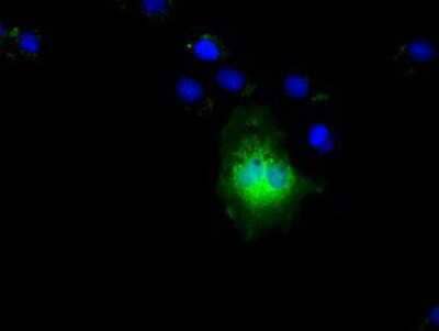 Immunocytochemistry/Immunofluorescence: NIT2 Antibody (2B9) [NBP2-02486] Staining of COS7 cells transiently transfected by pCMV6-ENTRY NIT2.