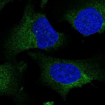 Immunocytochemistry/Immunofluorescence: NIT2 Antibody [NBP1-89486] - Staining of human cell line U-2 OS shows positivity in cytoplasm.