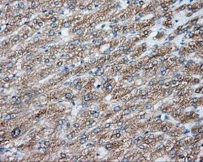 Immunohistochemistry: NIT2 Antibody (OTI2B9) - Azide and BSA Free [NBP2-72995] - Staining of paraffin-embedded liver tissue using anti-NIT2 mouse monoclonal antibody.