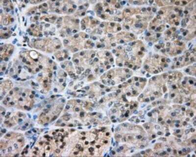 Immunohistochemistry: NIT2 Antibody (OTI2B9) - Azide and BSA Free [NBP2-72995] - Staining of paraffin-embedded pancreas tissue using anti-NIT2 mouse monoclonal antibody.