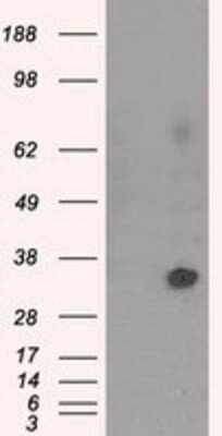 Western Blot: NIT2 Antibody (OTI2B9) - Azide and BSA Free [NBP2-72995] - HEK293T cells were transfected with the pCMV6-ENTRY control (Left lane) or pCMV6-ENTRY NIT2 (Right lane) cDNA for 48 hrs and lysed. Equivalent amounts of cell lysates (5 ug per lane) were separated by SDS-PAGE and immunoblotted with anti-NIT2.