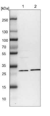 Western Blot NIT2 Antibody - BSA Free