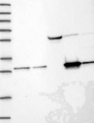 Western Blot NIT2 Antibody - BSA Free