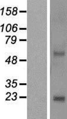 Western Blot: NKAIN4 Overexpression Lysate (Adult Normal) [NBP2-05286] Left-Empty vector transfected control cell lysate (HEK293 cell lysate); Right -Over-expression Lysate for NKAIN4.