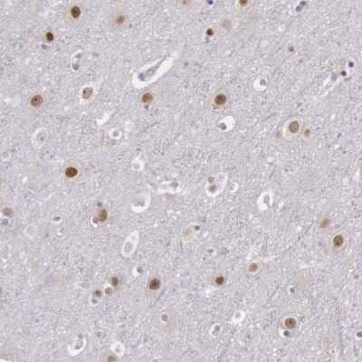 Immunohistochemistry-Paraffin: NKAP Antibody [NBP1-82117] - Staining of human cerebral cortex shows nuclear positivity in neurons.
