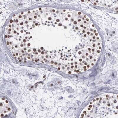 Immunohistochemistry-Paraffin: NKAP Antibody [NBP1-82117] - Staining of human testis shows moderate to strong nuclear positivity in cells in seminiferous ducts.