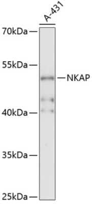 Western Blot NKAP Antibody - Azide and BSA Free