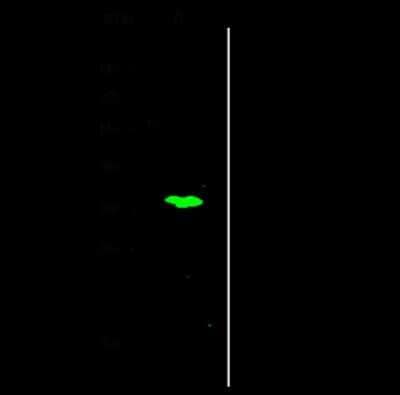 Western Blot: NKAPD1 Antibody [NBP2-99180] - Anti-NKAPD1 rabbit polyclonal antibody at 1:500 dilution. Lane A: U251MG Whole Cell Lysate Lysates/proteins at 30 ug per lane. Secondary Goat Anti- Rabbit IgG H&L (Dylight 800) at 1/10000 dilution. Developed using the Odyssey technique. Performed under reducing conditions. Predicted band size: 34 kDa. Observed band size: 34 kDa