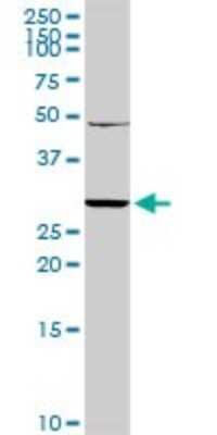 Western Blot: NKG2A/CD159a/KLRC1 Antibody [H00003821-D01P] - Analysis of KLRC1 expression in mouse testis.