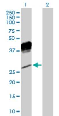 Western Blot: NKG2A/CD159a/KLRC1 Antibody [H00003821-D01P] - Analysis of KLRC1 expression in transfected 293T cell line by KLRC1 polyclonal antibody.Lane 1: KLRC1 transfected lysate(26.30 KDa).Lane 2: Non-transfected lysate.
